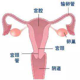 广州做代孕中介，广州做试管婴儿价格多少广州做试管婴儿流程
